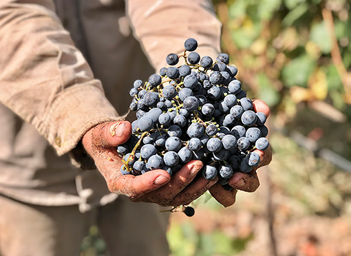 Manos uvas