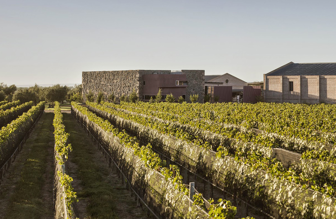 Viñedos