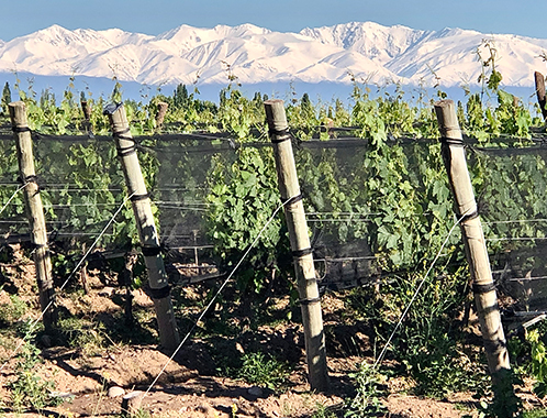 Suelos mendocinos