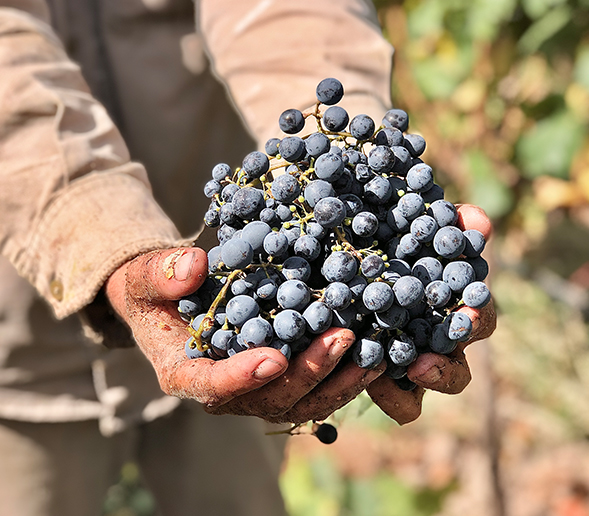 Manos uvas